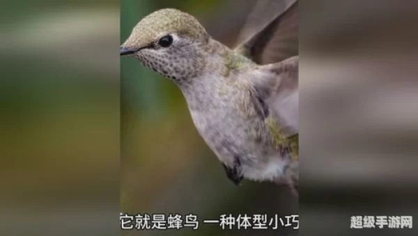 哪种鸟能倒着飞